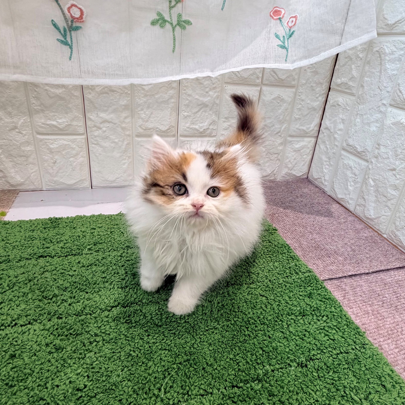 岡山県のスコティッシュストレート (犬の家＆猫の里倉敷店/2026年8月23日生まれ/女の子/バンキャリコ)の子猫の4枚目の画像