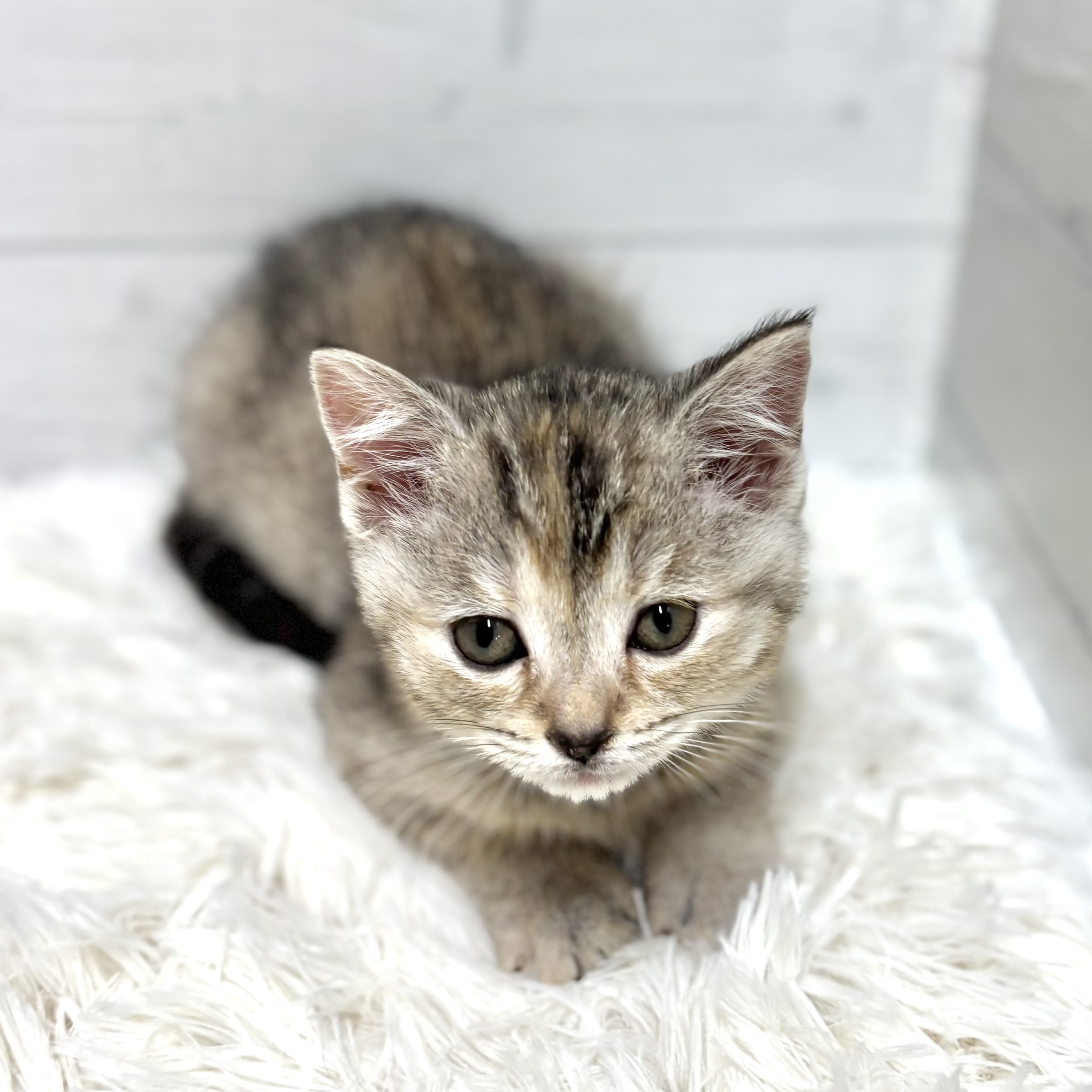 愛知県のスコティッシュフォールド (犬の家＆猫の里豊田店/2025年12月7日生まれ/女の子/ブラウンパッチドタビー)の子猫の4枚目の画像