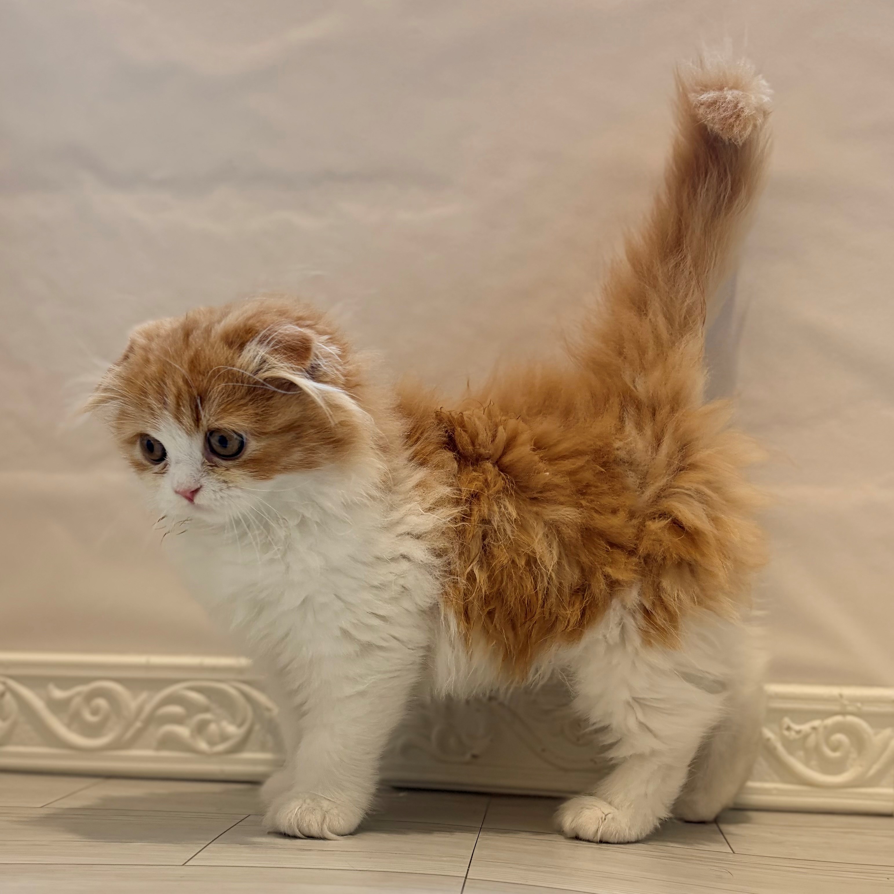 愛知県のスコティッシュフォールド (犬の家＆猫の里春日井本店/2026年3月4日生まれ/女の子/レッドタビーホワイト)の子猫の4枚目の画像