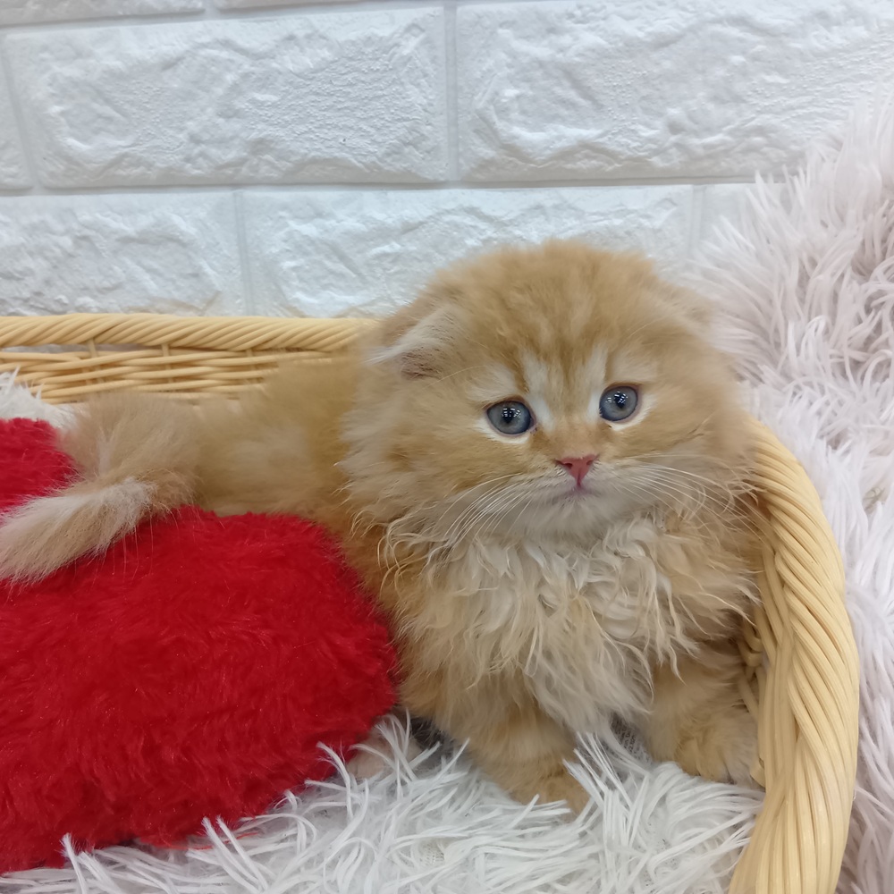 愛知県のスコティッシュフォールド (犬の家＆猫の里MEGAドン・キホーテ東海名和店/2026年1月22日生まれ/女の子/レッドタビー)の子猫の4枚目の画像