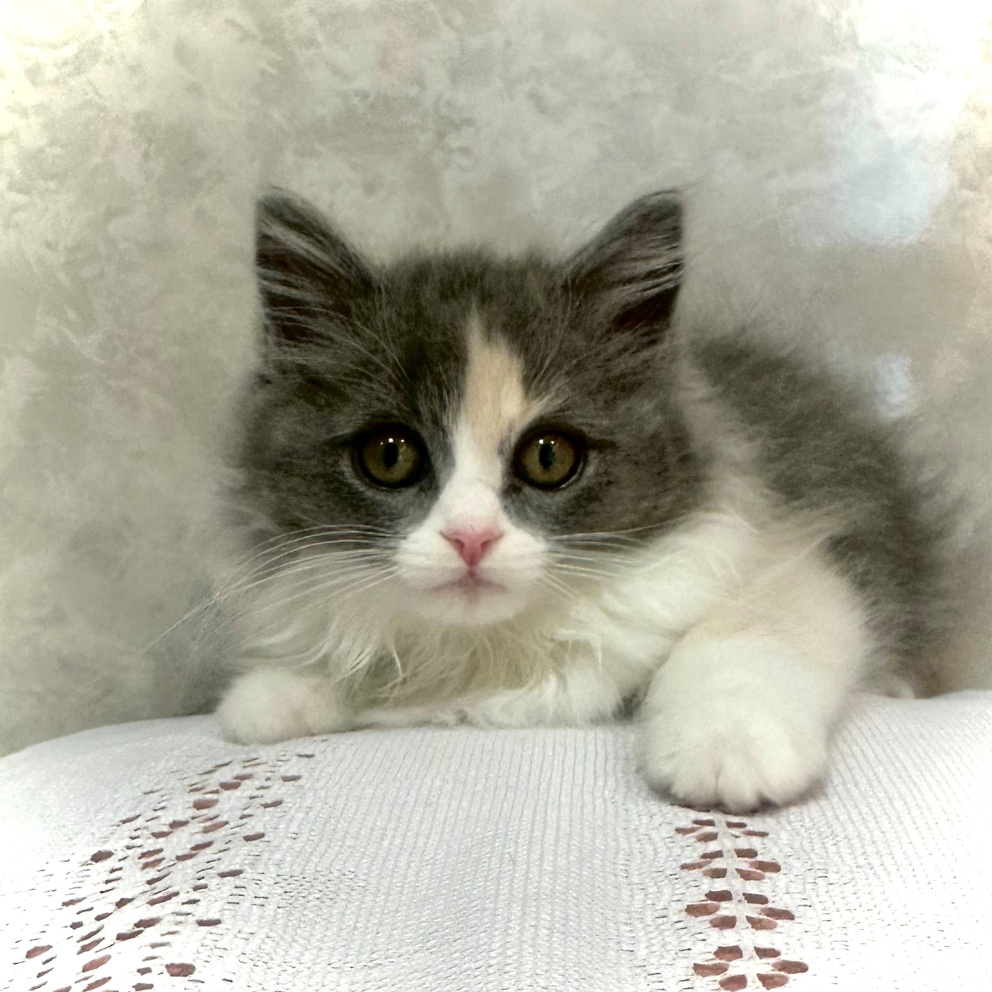 福岡県のスコティッシュストレート (犬の家＆猫の里くりえいと宗像店/2025年11月14日生まれ/女の子/ダイリュートキャリコ)の子猫の4枚目の画像