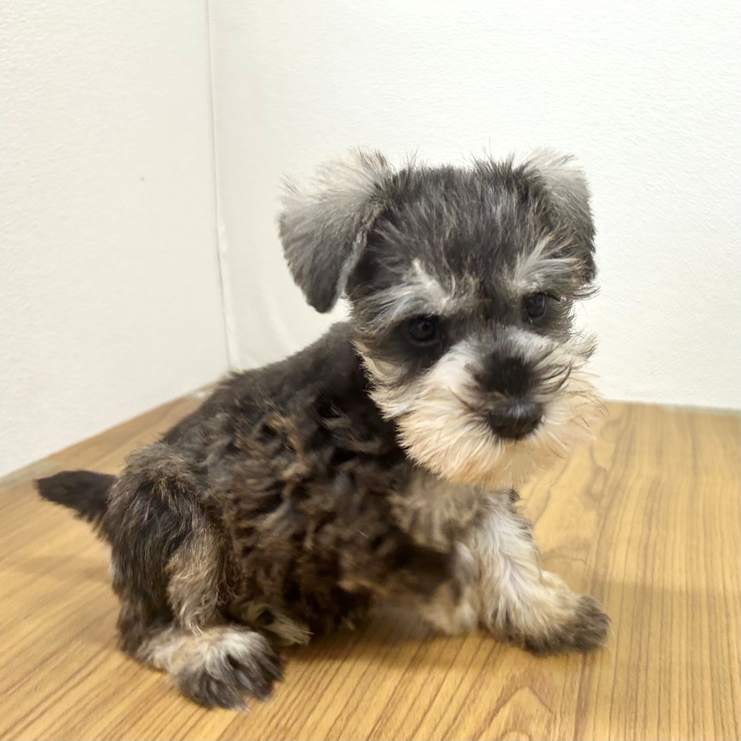 福岡県のミニチュアシュナウザー (犬の家＆猫の里トリアス久山店/2025年9月13日生まれ/男の子/ソルトペッパー)の子犬の4枚目の画像