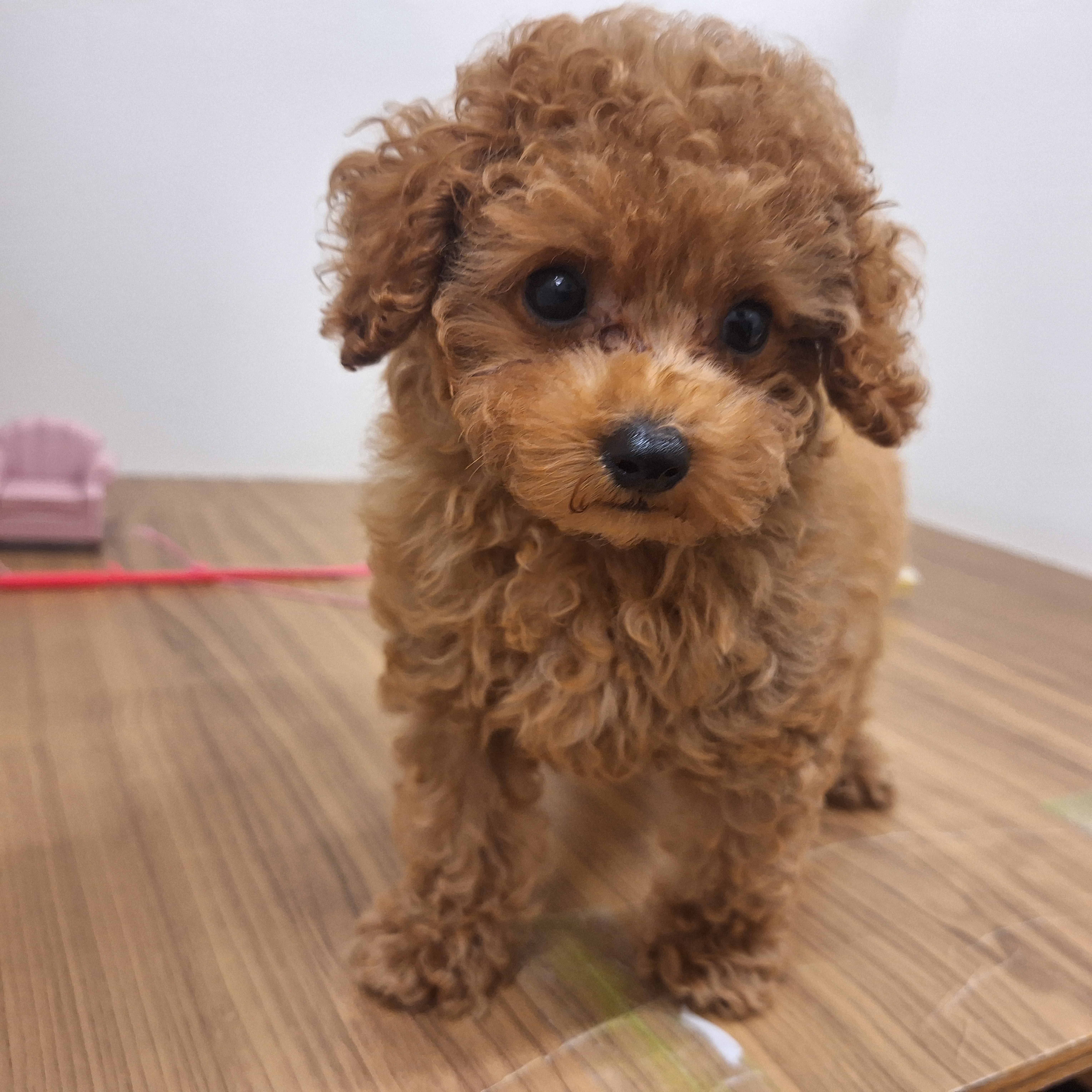 福岡県のタイニープードル (犬の家＆猫の里トリアス久山店/2025年7月9日生まれ/男の子/レッド)の子犬の4枚目の画像