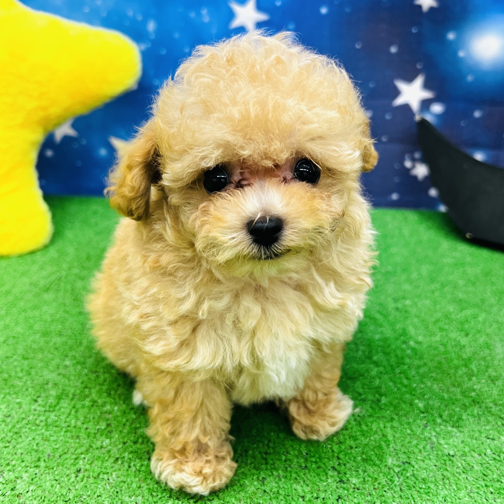 愛知県のタイニープードル (犬の家＆猫の里名古屋天白店/2025年5月19日生まれ/男の子/オレンジフォーン)の子犬の4枚目の画像