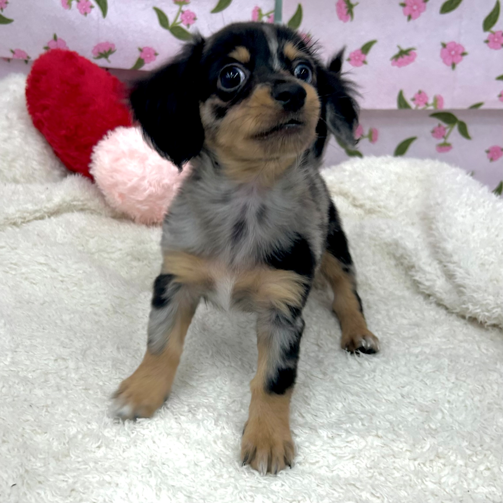 愛知県のチワックス(チワワ×ダックス) (犬の家＆猫の里エアポートウォーク店/2026年5月25日生まれ/男の子/シルバーダップル)の子犬の4枚目の画像