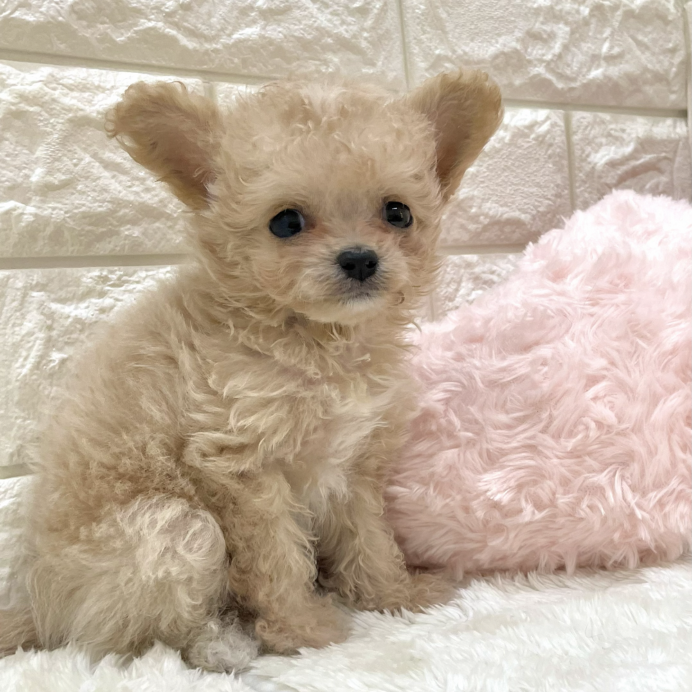 愛知県のチワプー/プーチー(チワワ×プードル) (犬の家＆猫の里アミーゴ神の倉店/2026年8月19日生まれ/女の子/クリーム)の子犬の4枚目の画像