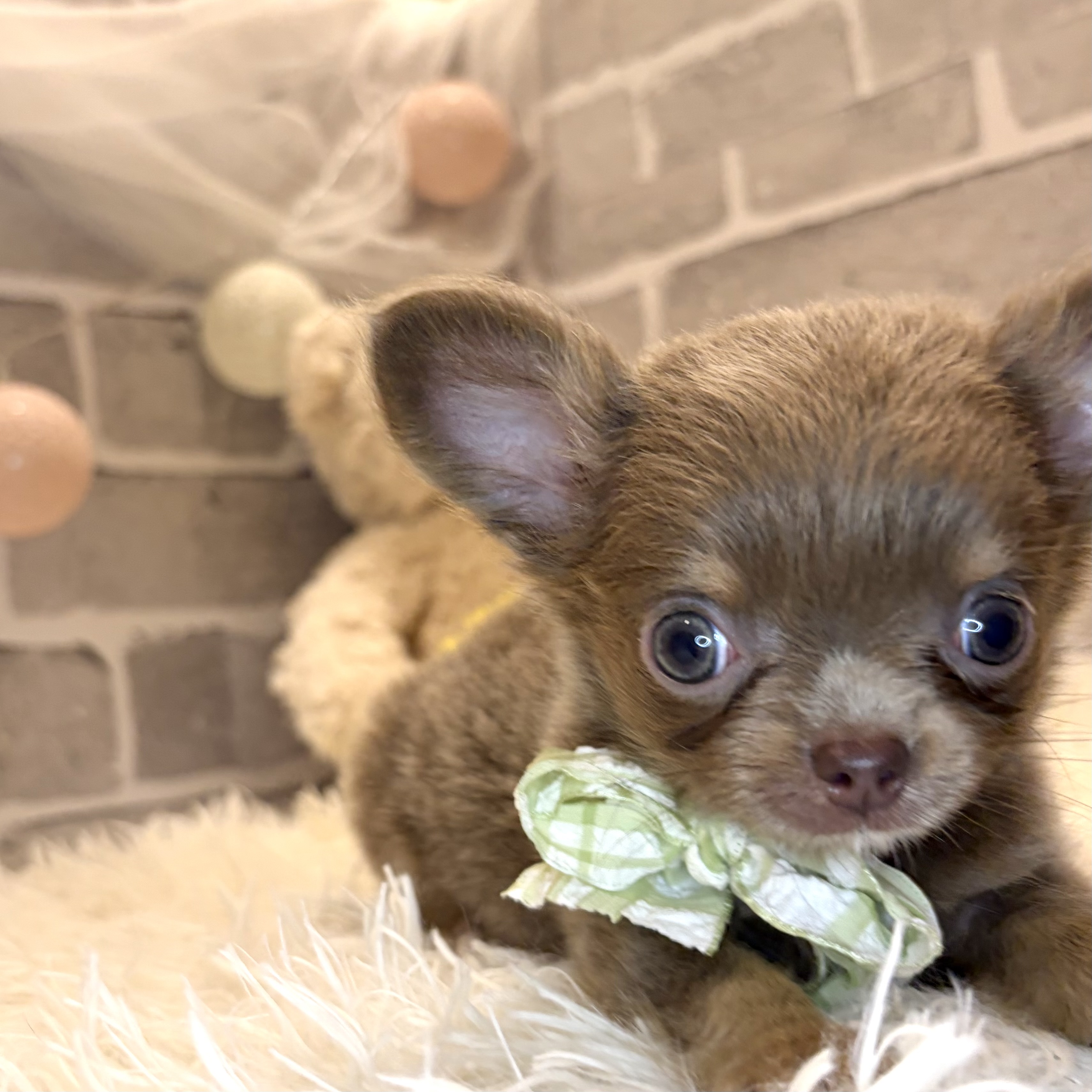 兵庫県のチワワ(ロング) (犬の家＆猫の里神戸店/2026年7月11日生まれ/男の子/イザベラタンホワイト)の子犬の4枚目の画像