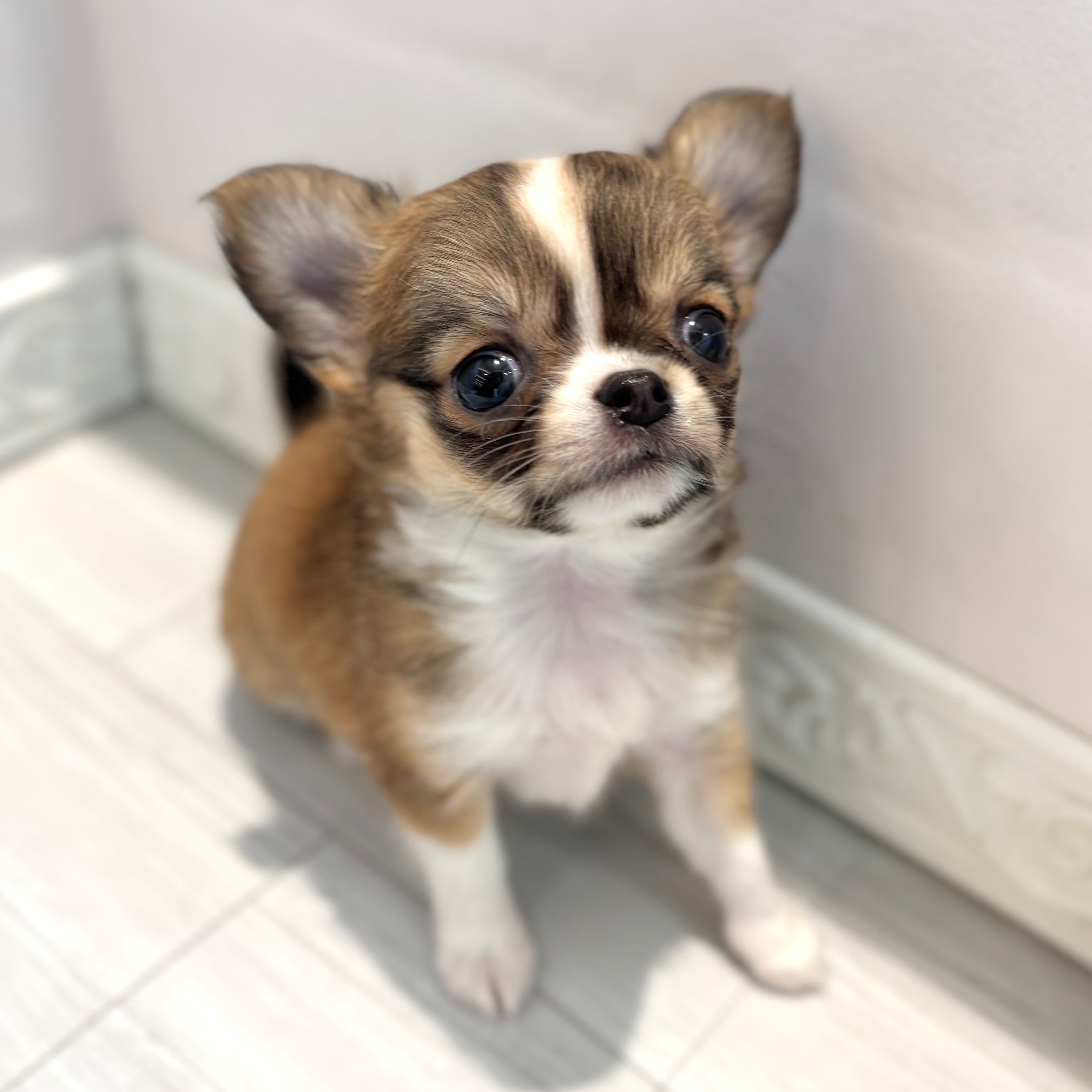 愛知県のチワワ(ロング) (犬の家＆猫の里春日井本店/2026年2月10日生まれ/女の子/レッドホワイト)の子犬の4枚目の画像