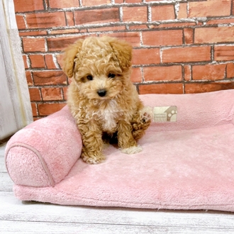 神奈川県のビションプー(ビションフリーゼ×プードル) (犬の家＆猫の里小田原店/2025年12月1日生まれ/男の子/アプリコット)の子犬の4枚目の画像