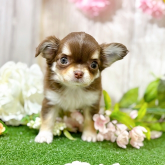 神奈川県のチワワ(ロング) (犬の家＆猫の里小田原店/2025年12月16日生まれ/女の子/チョコレートタンホワイト)の子犬