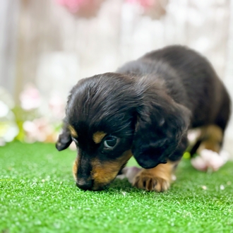 神奈川県のミニチュアダックスフンド(ロング) (犬の家＆猫の里小田原店/2025年12月14日生まれ/女の子/ブラックタン)の子犬の4枚目の画像