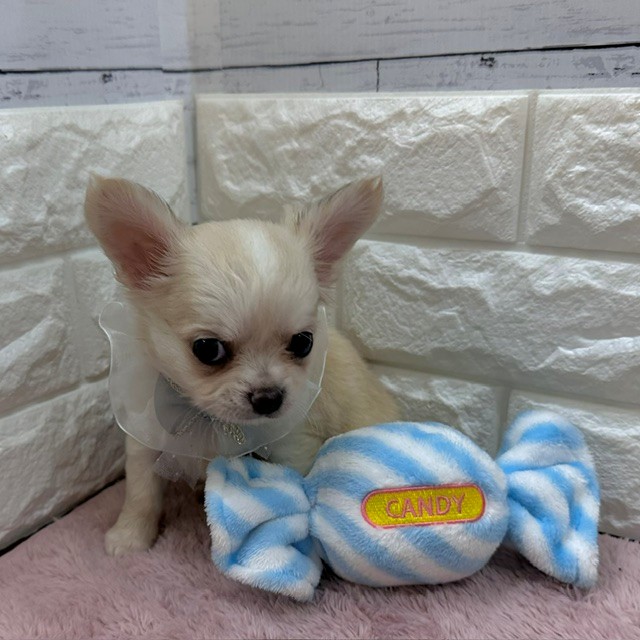 静岡県のチワワ(ロング) (犬の家＆猫の里アミーゴ浜松和田店/2026年5月16日生まれ/女の子/クリーム)の子犬の4枚目の画像