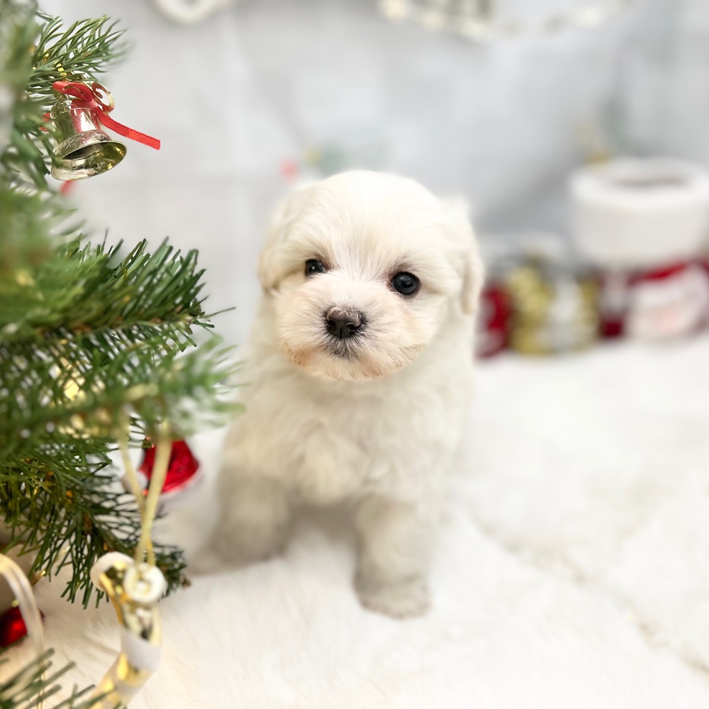 静岡県のマルプー(マルチーズ×プードル) (犬の家＆猫の里MEGAドン・キホーテ袋井店/2025年10月19日生まれ/男の子/ホワイト)の子犬の4枚目の画像