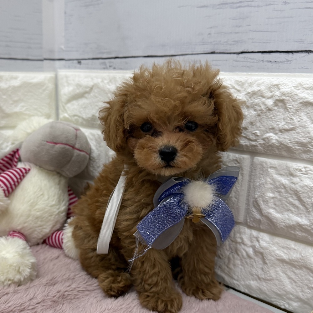 静岡県のトイプードル(トイ) (犬の家＆猫の里アミーゴ浜松和田店/2026年7月25日生まれ/男の子/レッドフォーン)の子犬の4枚目の画像
