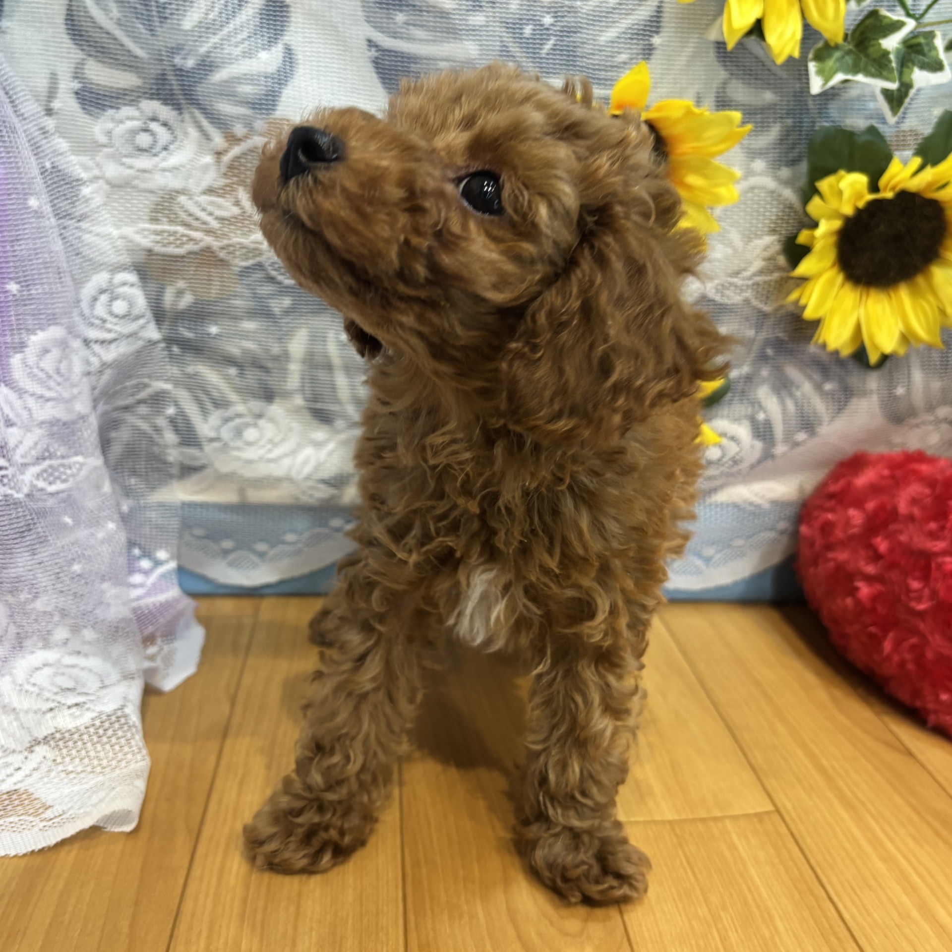 長野県のトイプードル(トイ) (犬の家＆猫の里カインズ梓川店/2026年5月16日生まれ/男の子/レッドフォーン)の子犬の4枚目の画像