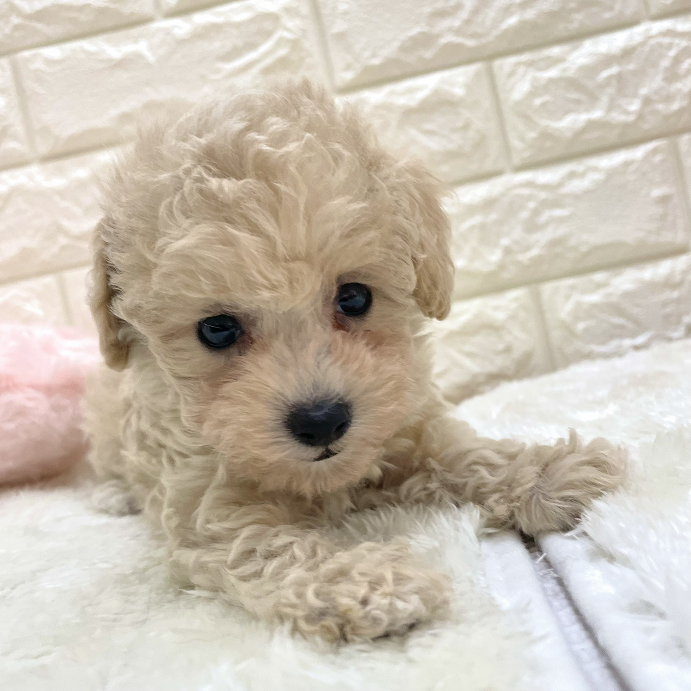 愛知県のトイプードル(トイ) (犬の家＆猫の里アミーゴ神の倉店/2026年8月18日生まれ/女の子/ペールフォーン)の子犬の4枚目の画像