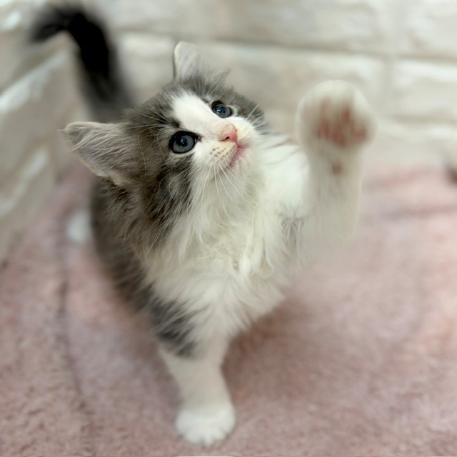 静岡県のノルウェージャンフォレストキャット (犬の家＆猫の里プレ葉ウォーク浜北店/2026年7月11日生まれ/女の子/ブルータビーホワイト)の子猫の4枚目の画像