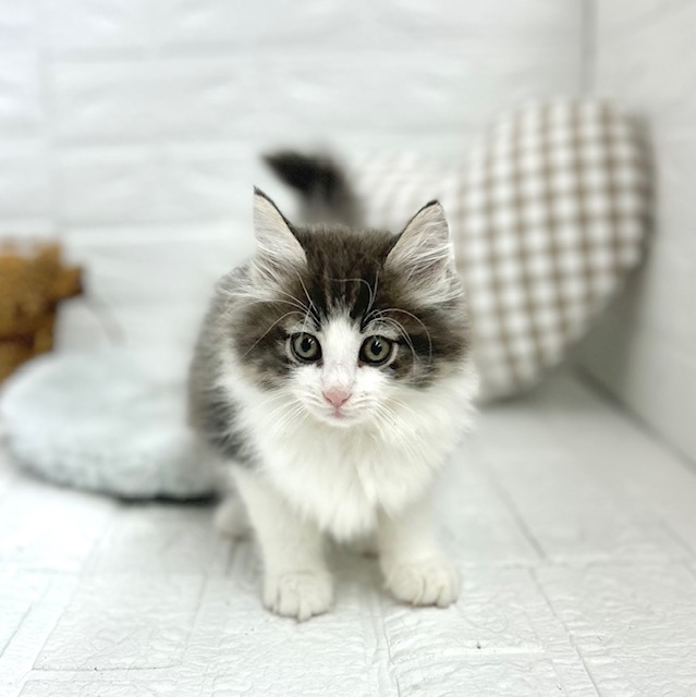 愛知県のノルウェージャンフォレストキャット (犬の家＆猫の里豊川インター店/2025年7月3日生まれ/男の子/ブルータビーホワイト)の子猫の4枚目の画像