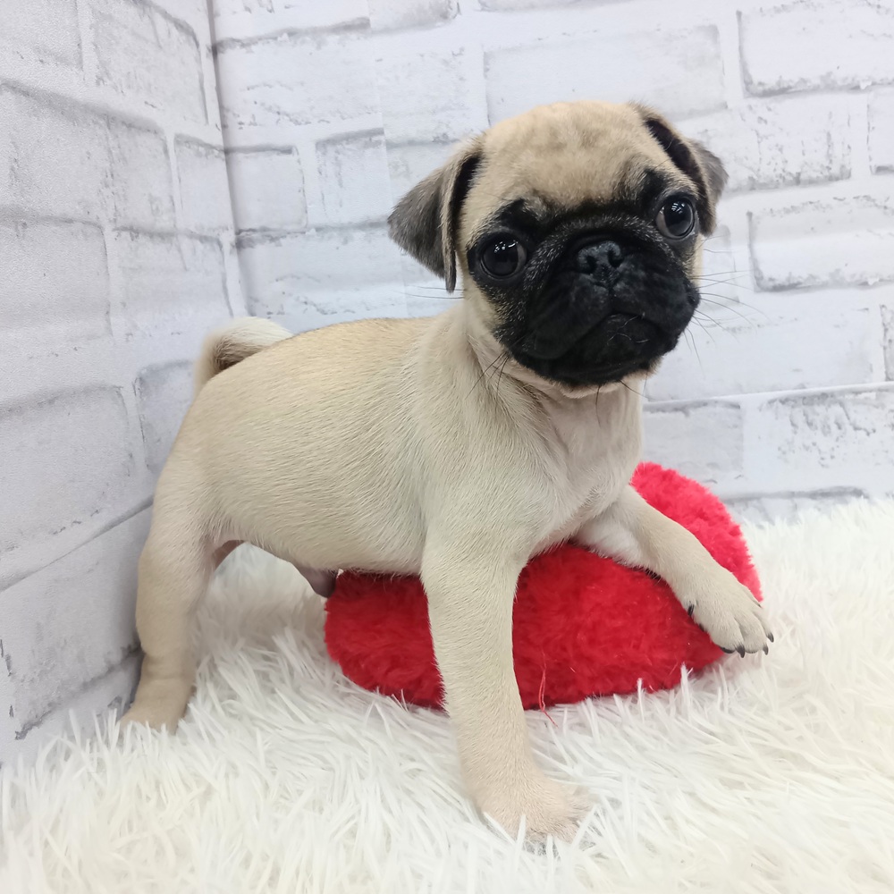 愛知県のパグ (犬の家＆猫の里MEGAドン・キホーテ東海名和店/2026年1月13日生まれ/男の子/フォーン)の子犬の4枚目の画像