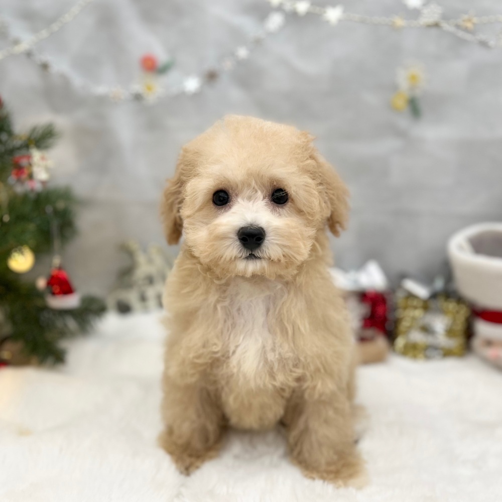 静岡県のビションプー(ビションフリーゼ×プードル) (犬の家＆猫の里MEGAドン・キホーテ袋井店/2025年8月15日生まれ/女の子/アプリコット)の子犬の1枚目の画像