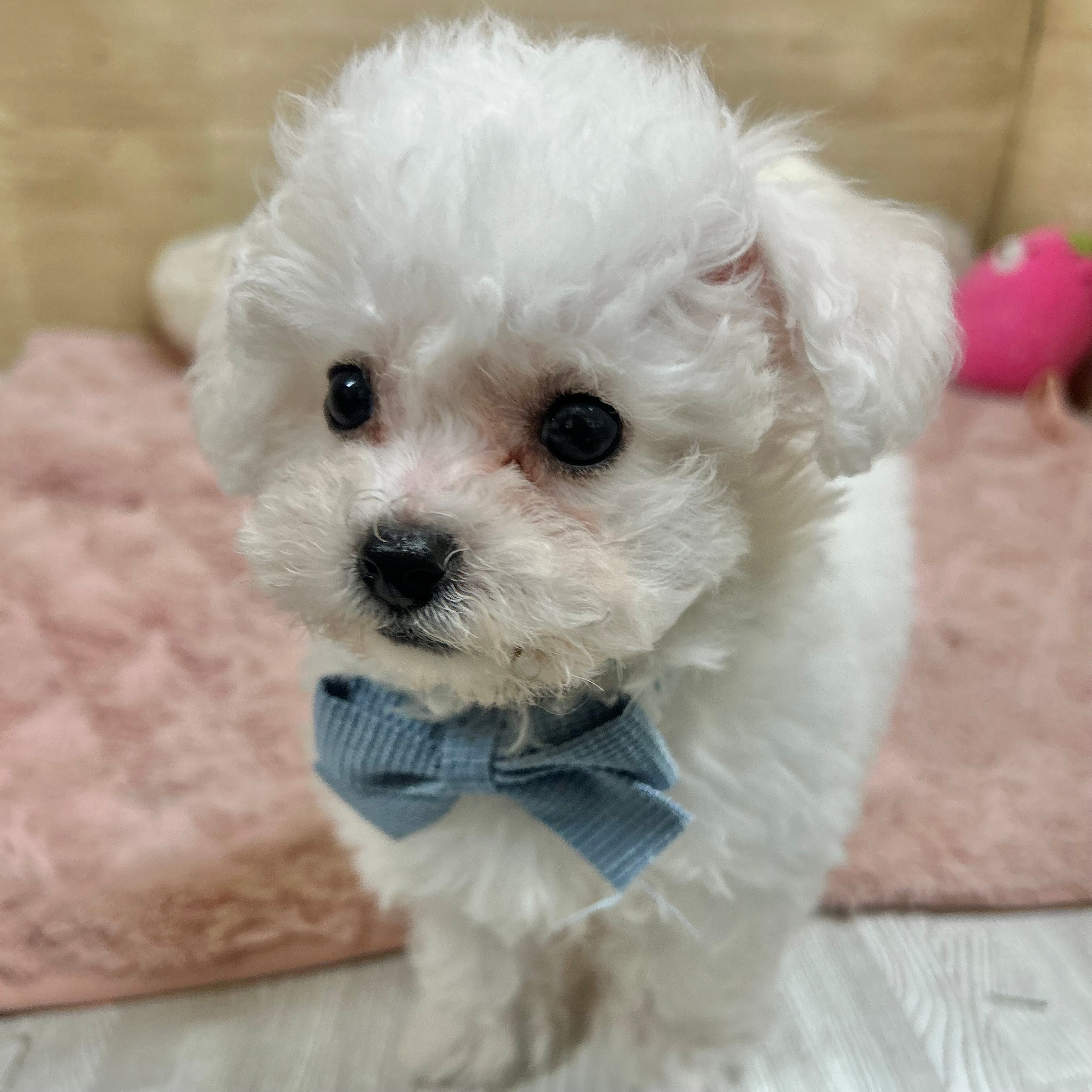 大阪府のビションフリーゼ (犬の家＆猫の里そよら東岸和田店/2026年1月11日生まれ/男の子/ホワイト)の子犬の4枚目の画像