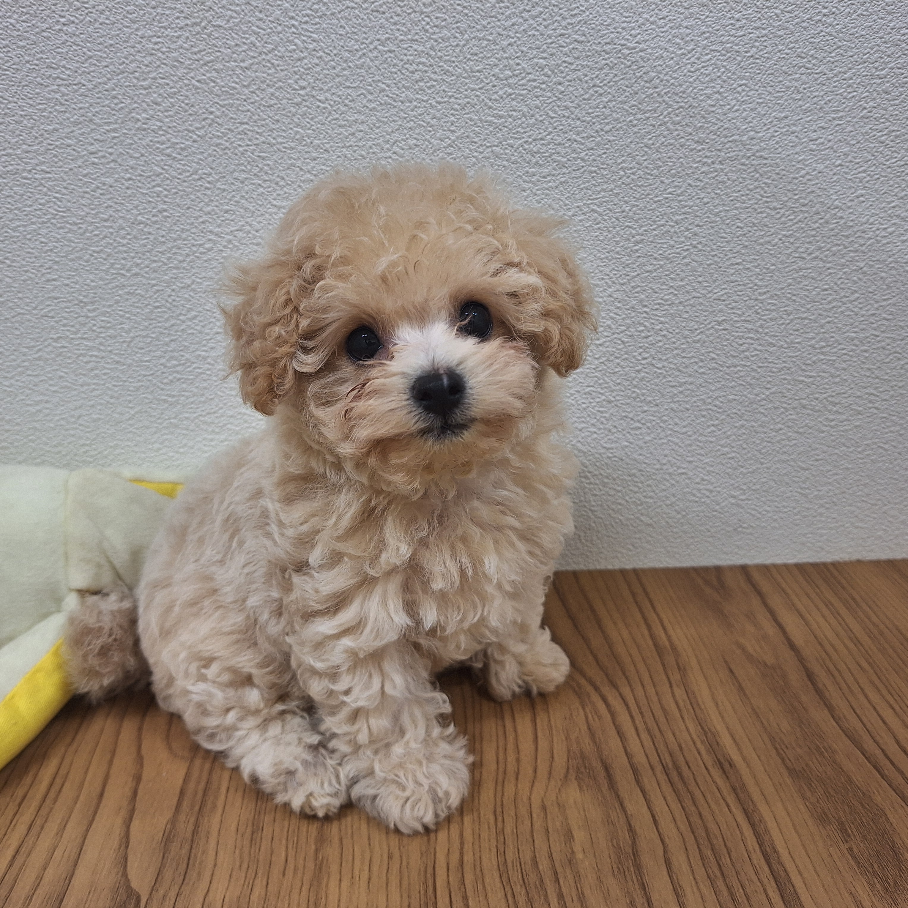 福岡県のビションプー(ビションフリーゼ×プードル) (犬の家＆猫の里トリアス久山店/2025年7月12日生まれ/男の子/クリーム)の子犬の4枚目の画像