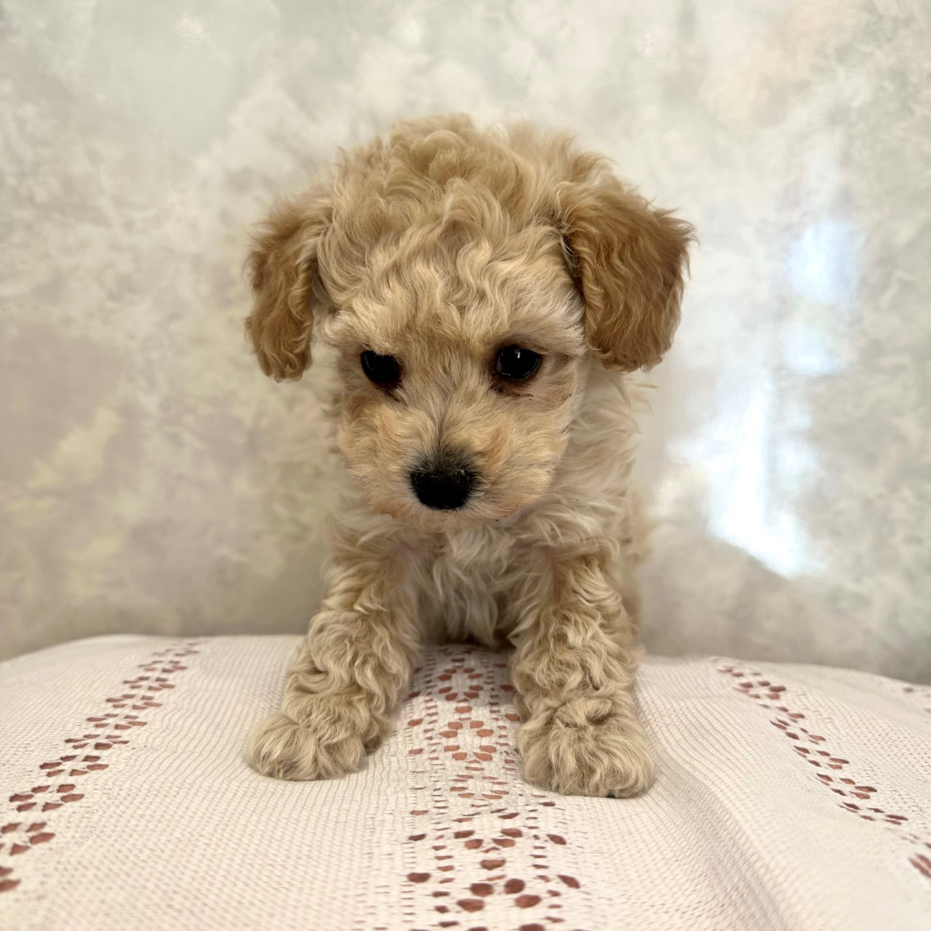 福岡県のビションプー(ビションフリーゼ×プードル) (犬の家＆猫の里くりえいと宗像店/2025年12月7日生まれ/女の子/アプリコット)の子犬の4枚目の画像