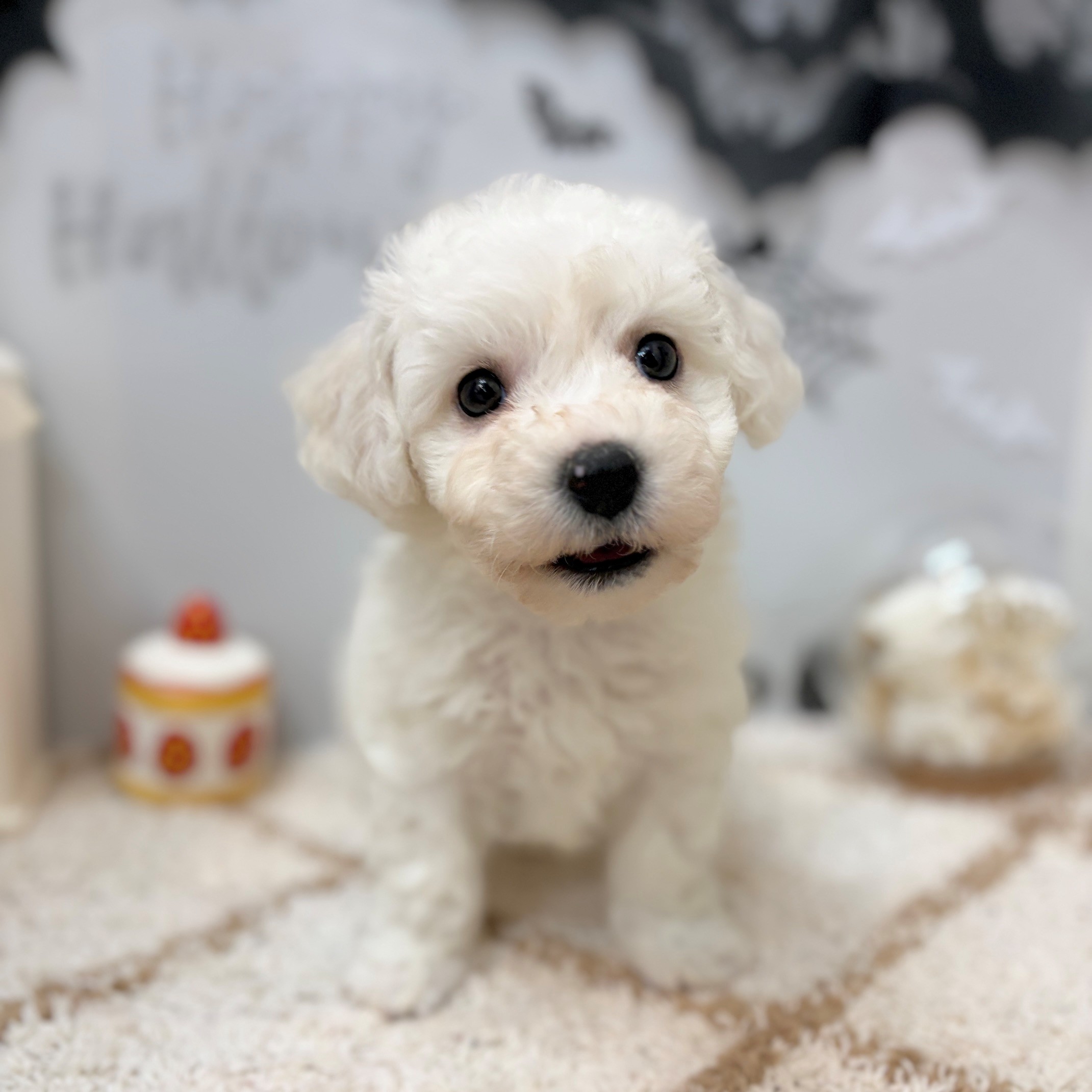 静岡県のビションフリーゼ (犬の家＆猫の里プレ葉ウォーク浜北店/2026年8月23日生まれ/男の子/ホワイト)の子犬の4枚目の画像