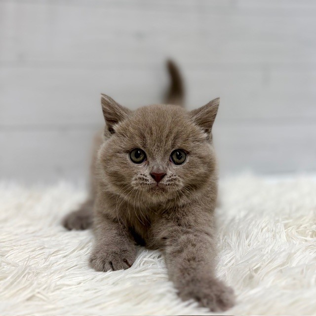愛知県のブリティッシュショートヘアー (犬の家＆猫の里豊田店/2026年1月12日生まれ/男の子/ライラック)の子猫の4枚目の画像