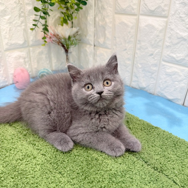 岡山県のブリティッシュショートヘアー (犬の家＆猫の里倉敷店/2026年6月6日生まれ/女の子/ブルー)の子猫の4枚目の画像