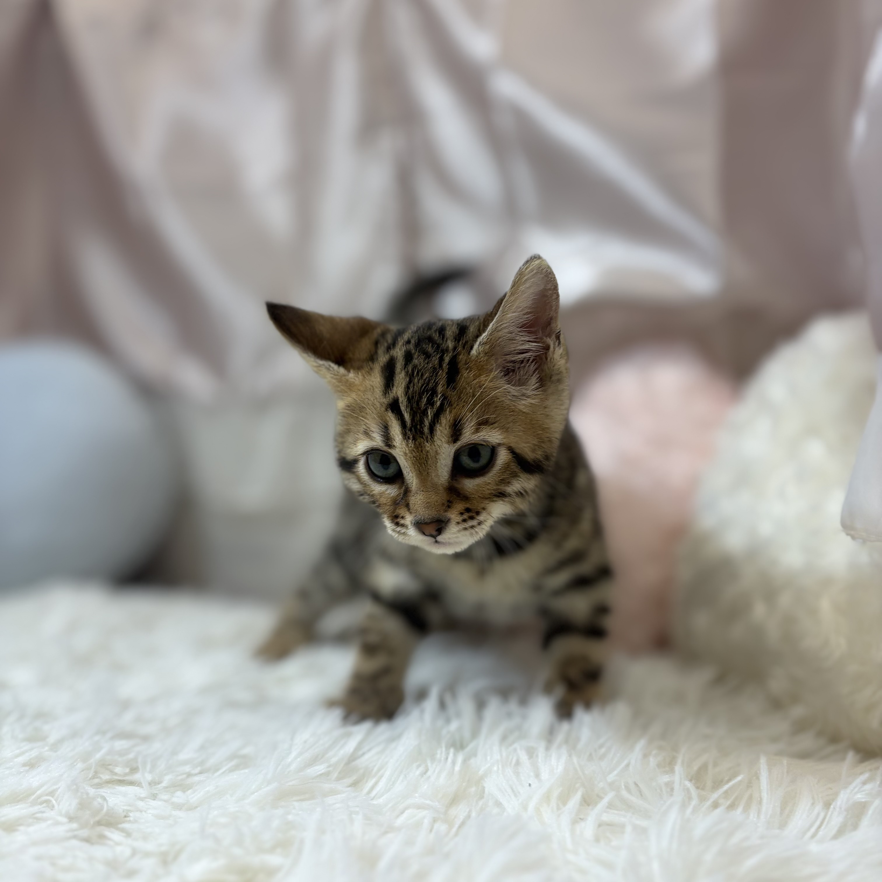 兵庫県のベンガル (犬の家＆猫の里カナート西神戸店/2026年2月8日生まれ/女の子/ブラウンスポットタビー)の子猫の4枚目の画像