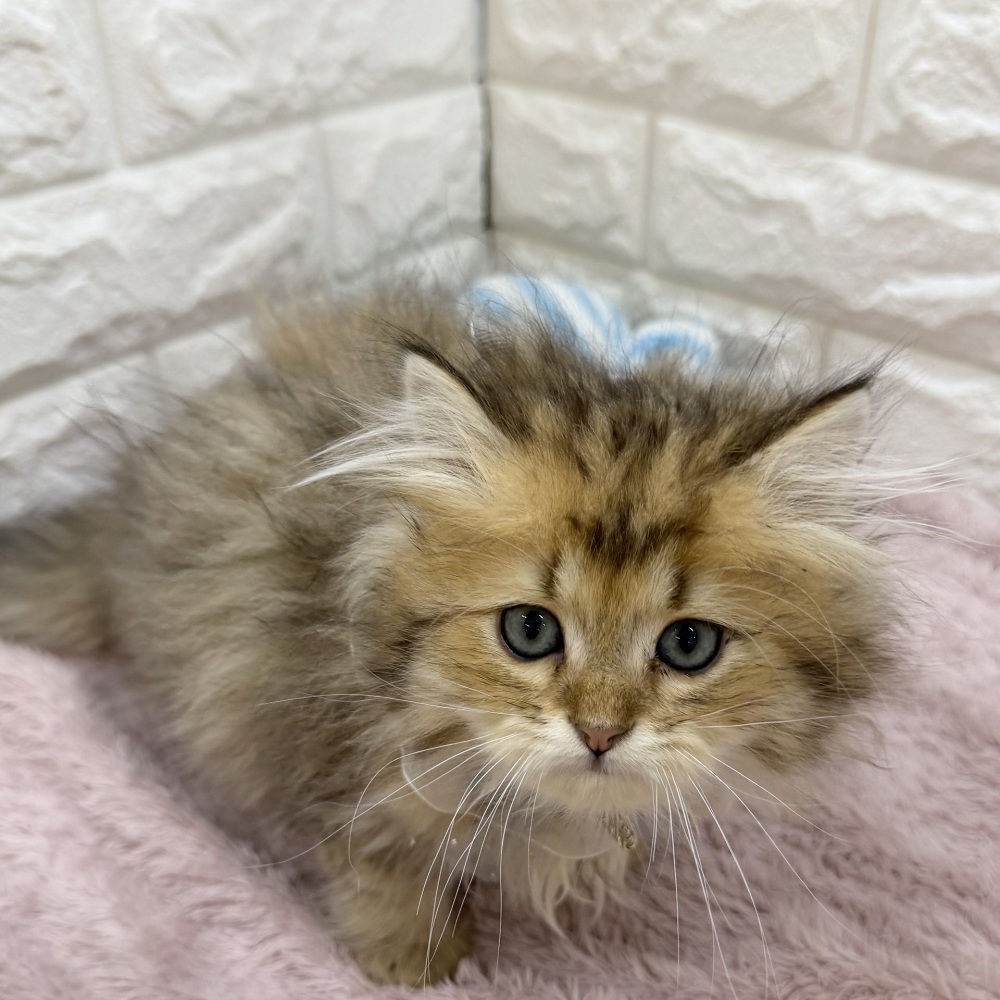 静岡県のペルシャ (犬の家＆猫の里アミーゴ浜松和田店/2026年7月23日生まれ/男の子/チンチラゴールデン)の子猫の4枚目の画像