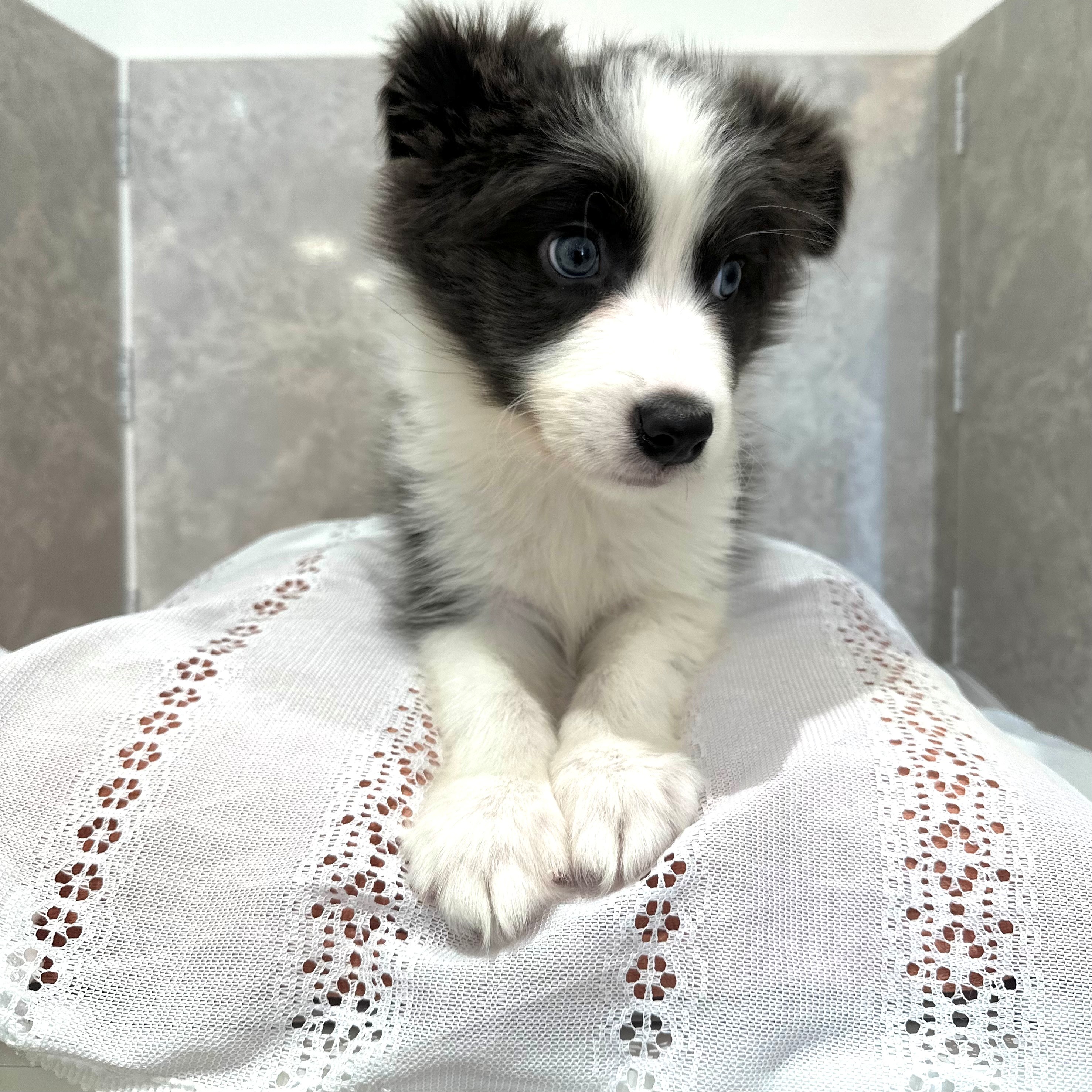 福岡県のボーダーコリー (犬の家＆猫の里くりえいと宗像店/2025年12月2日生まれ/男の子/ブルーホワイト)の子犬の4枚目の画像