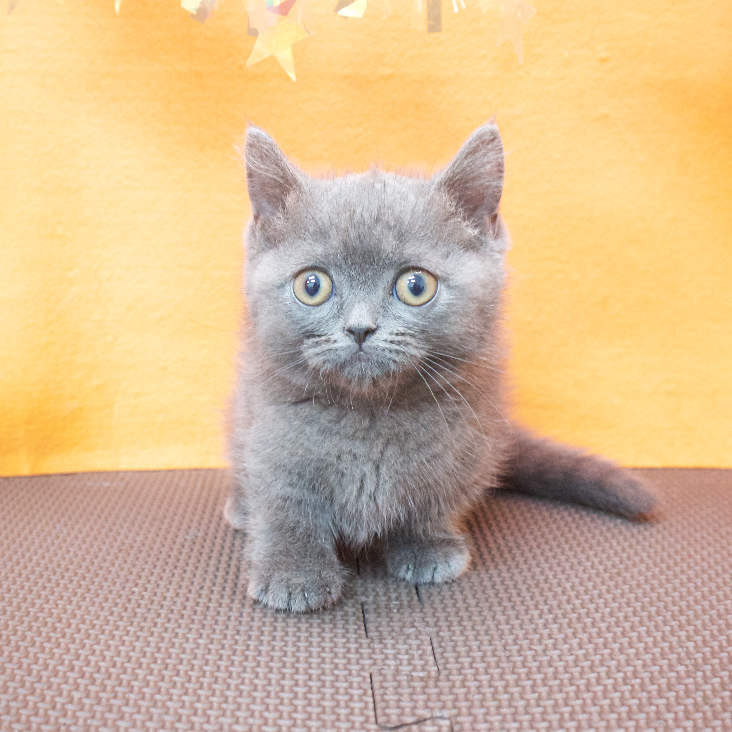 大阪府のミヌエット (犬の家＆猫の里吹田店/2026年4月14日生まれ/男の子/ブルー)の子猫の4枚目の画像