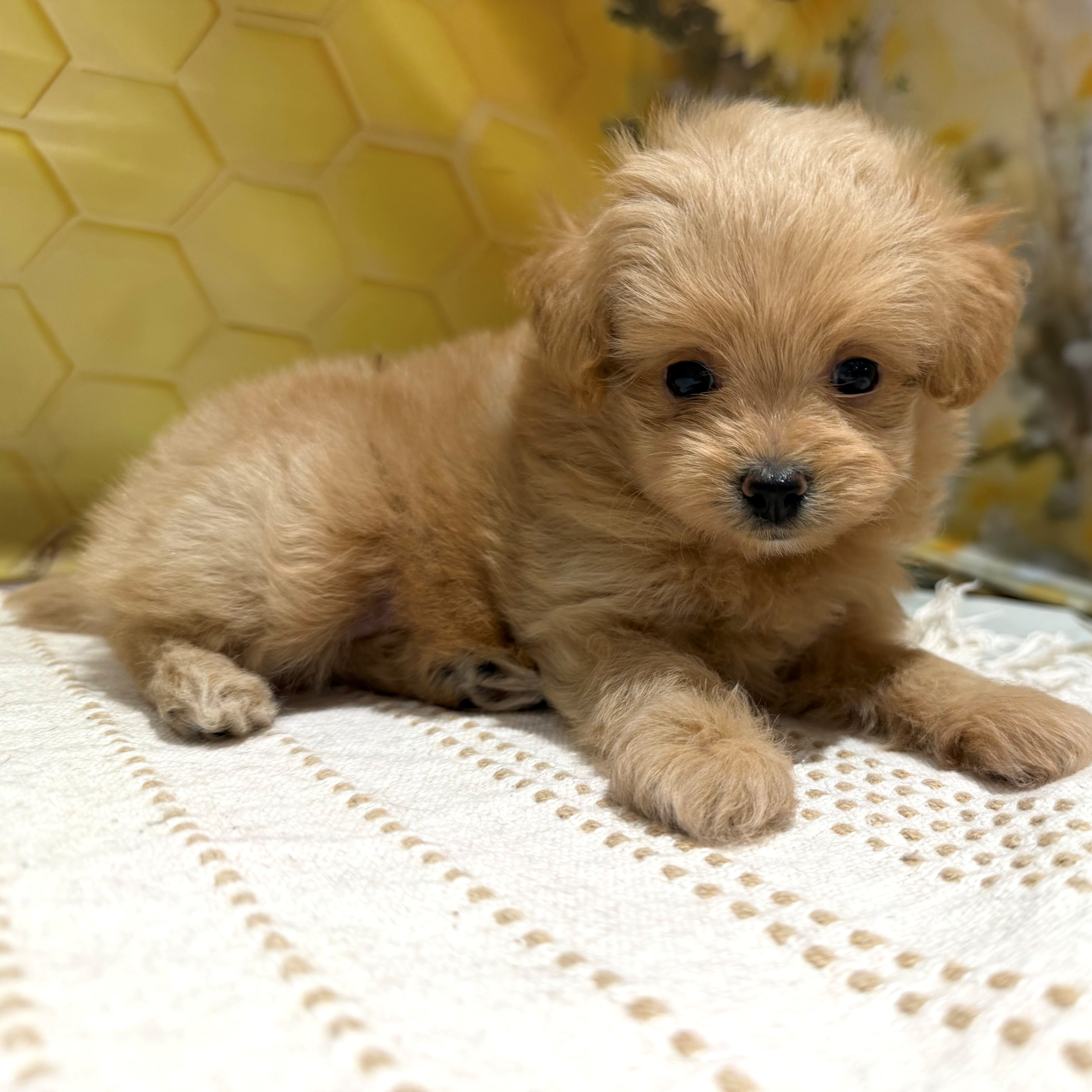 福岡県のポメプー(ポメラニアン×プードル) (犬の家＆猫の里トリアス久山店/2026年5月22日生まれ/女の子/クリーム)の子犬の4枚目の画像