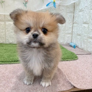 岡山県のペキポメ/ポメペキ(ペキニーズ×ポメラニアン) (犬の家＆猫の里倉敷店/2026年8月2日生まれ/男の子/オレンジ)の子犬の4枚目の画像