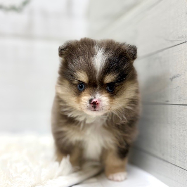 ハーフ犬男の子の写真