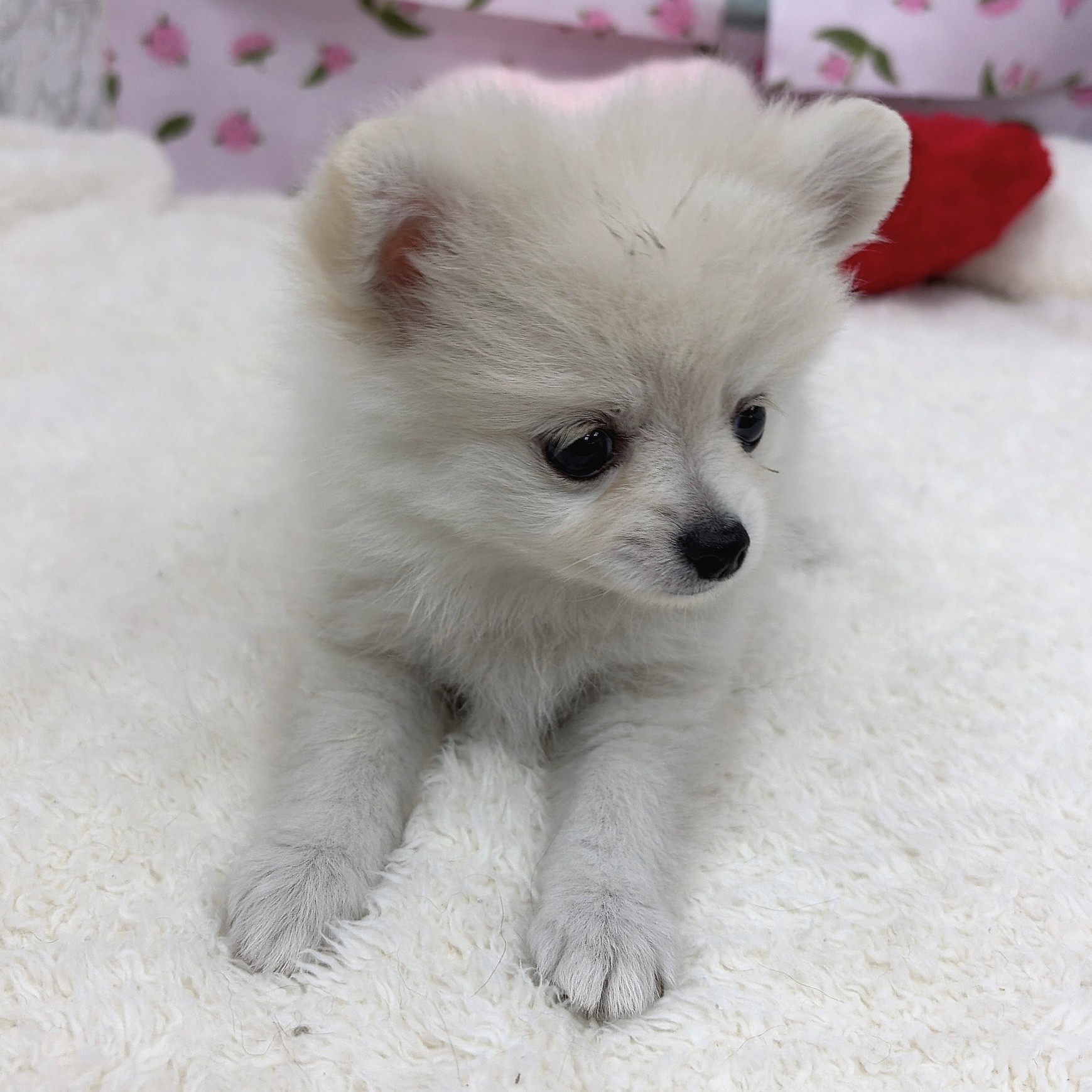 愛知県のポメチワ/チワポメ/ポメチー(ポメラニアン×チワワ) (犬の家＆猫の里エアポートウォーク店/2026年5月8日生まれ/女の子/クリーム)の子犬の4枚目の画像