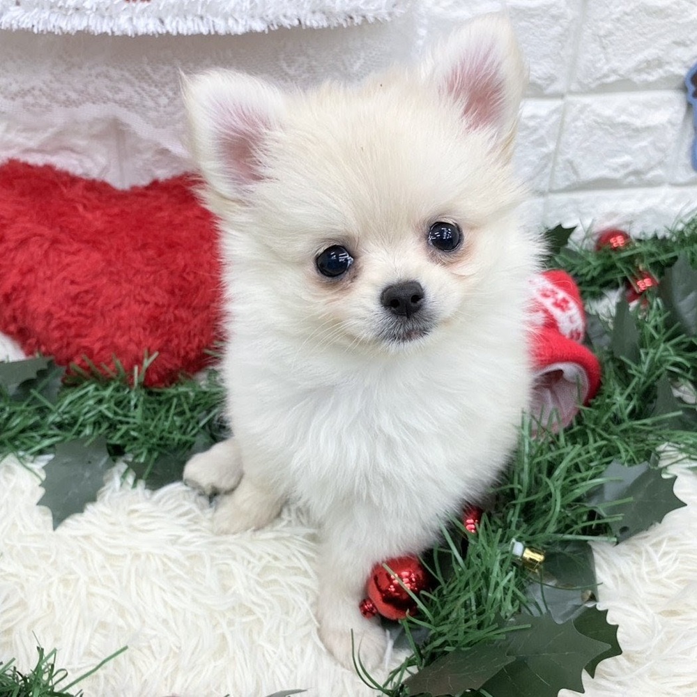 愛知県のポメチワ/チワポメ/ポメチー(ポメラニアン×チワワ) (犬の家＆猫の里MEGAドン・キホーテ東海名和店/2025年9月8日生まれ/女の子/クリーム)の子犬の4枚目の画像
