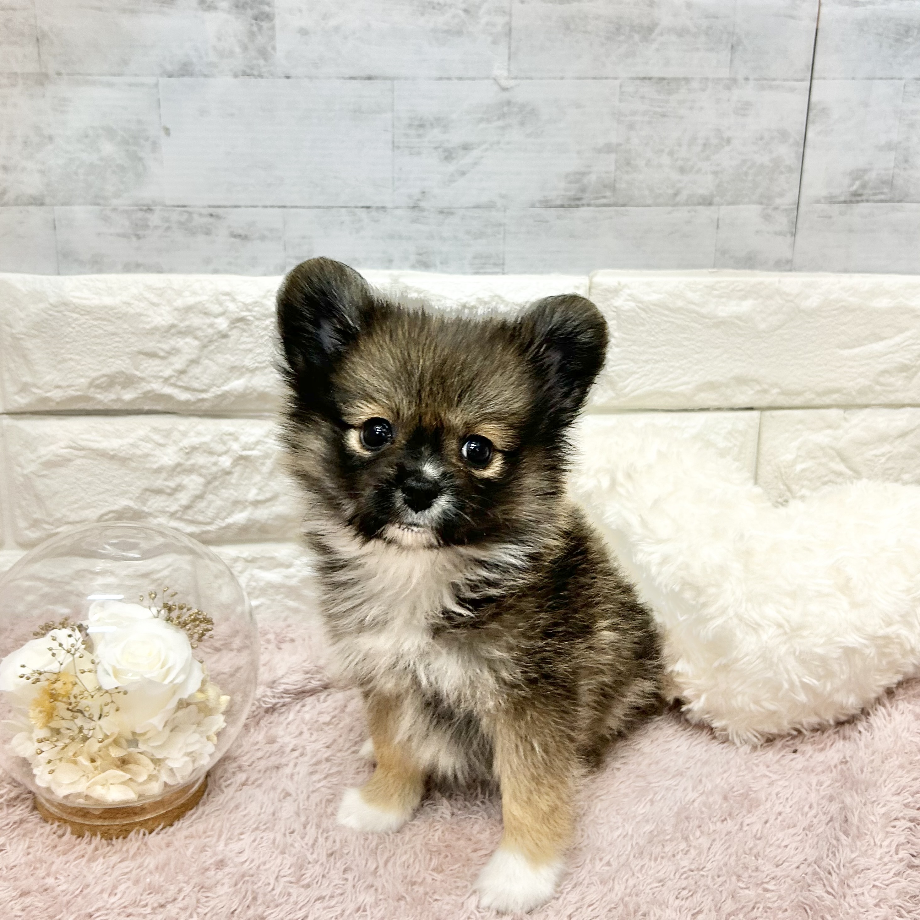 静岡県のポメヨン/パピポメ/ポメパピ(ポメラニアン×パピヨン) (犬の家＆猫の里プレ葉ウォーク浜北店/2026年7月12日生まれ/女の子/フォーンホワイト)の子犬の4枚目の画像