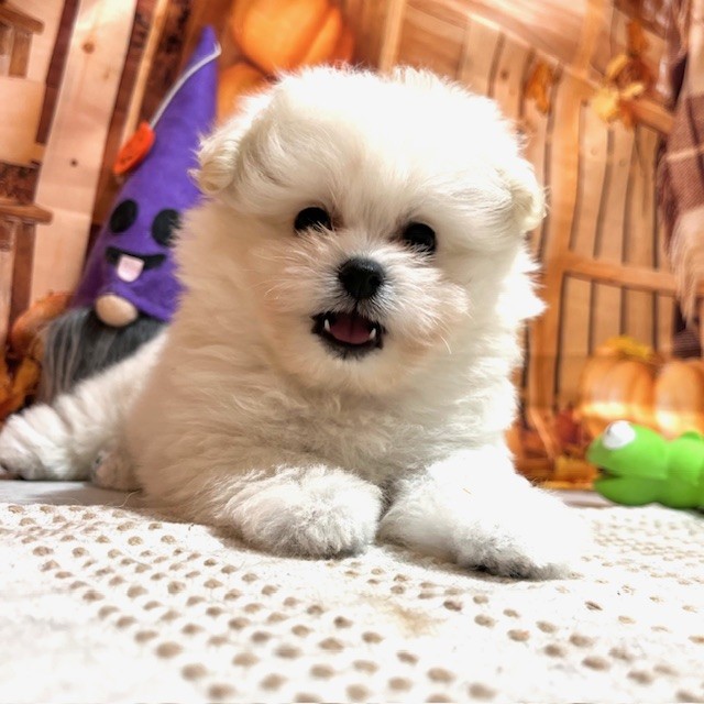 福岡県のポメプー(ポメラニアン×プードル) (犬の家&猫の里トリアス久山店/2025年8月26日生まれ/女の子/クリーム)の子犬の4枚目の画像