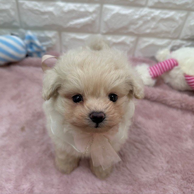 静岡県のポメプー(ポメラニアン×プードル) (犬の家＆猫の里アミーゴ浜松和田店/2026年6月3日生まれ/男の子/クリーム)の子犬の4枚目の画像