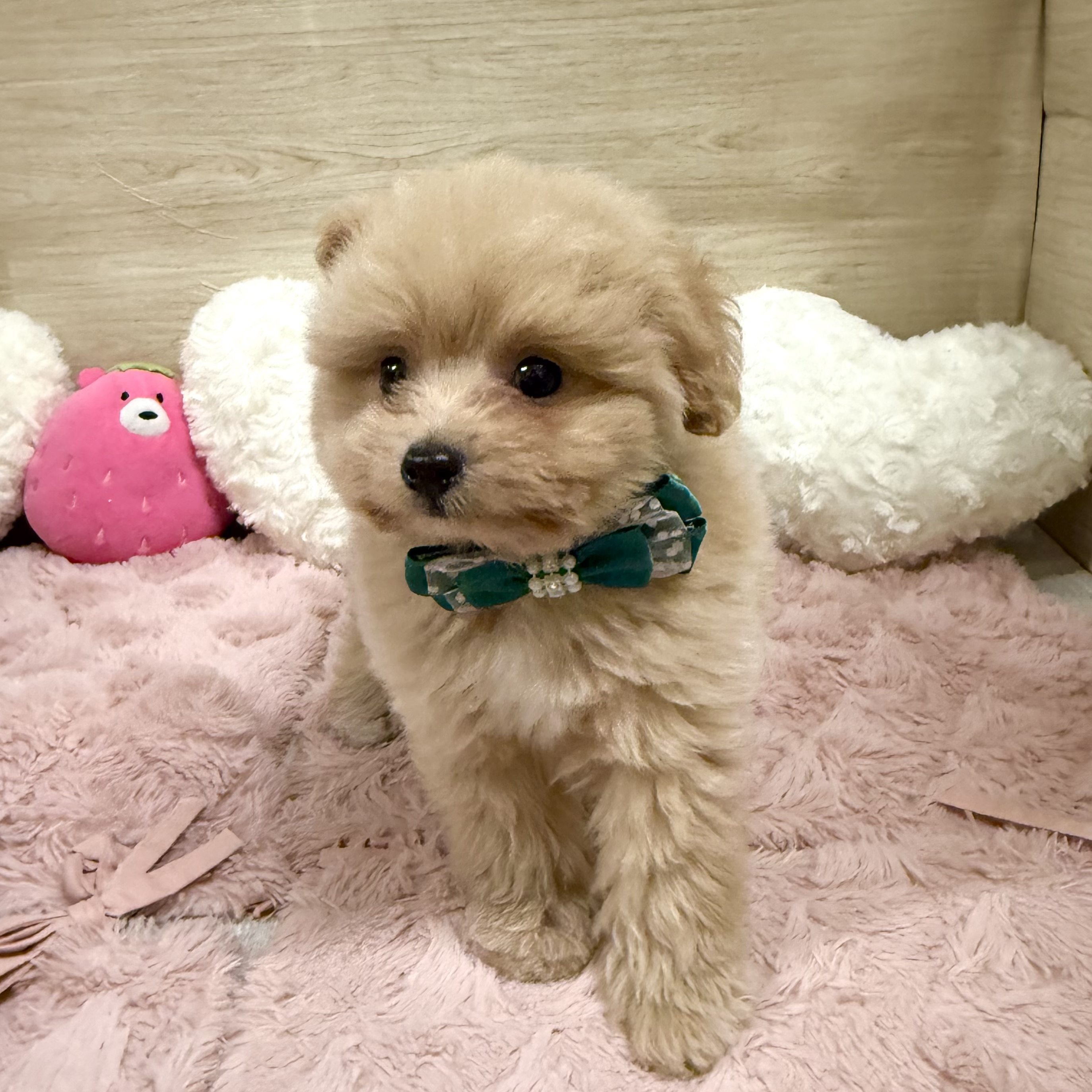 大阪府のポメプー(ポメラニアン×プードル) (犬の家＆猫の里そよら東岸和田店/2026年6月5日生まれ/男の子/クリーム)の子犬の4枚目の画像