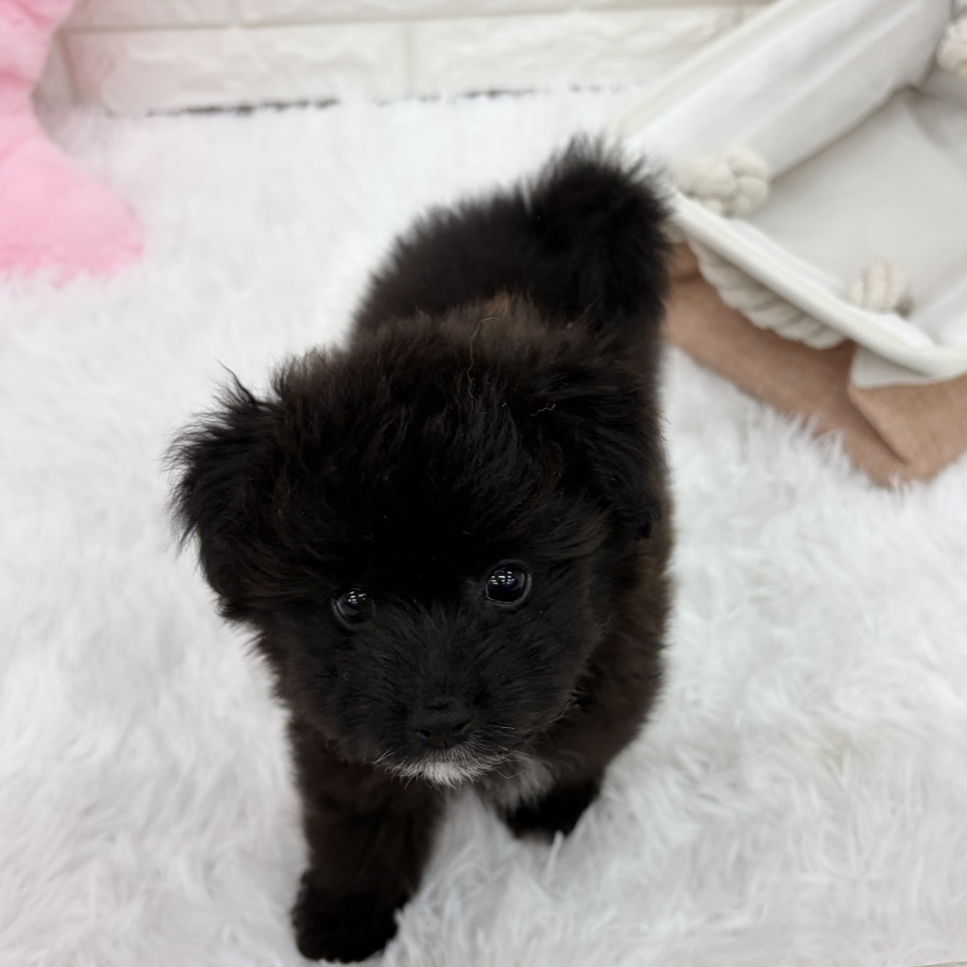 愛知県のポメプー(ポメラニアン×プードル) (犬の家＆猫の里MEGAドン・キホーテ東海名和店/2026年8月24日生まれ/男の子/ブラックホワイト)の子犬の4枚目の画像