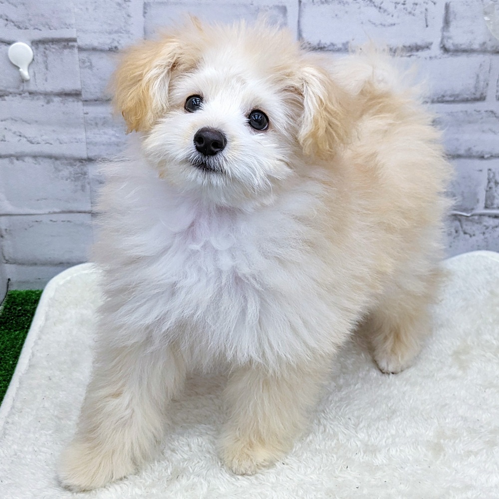 愛知県のポメプー(ポメラニアン×プードル) (犬の家＆猫の里MEGAドン・キホーテ東海名和店/2025年4月5日生まれ/男の子/クリーム)の子犬の4枚目の画像