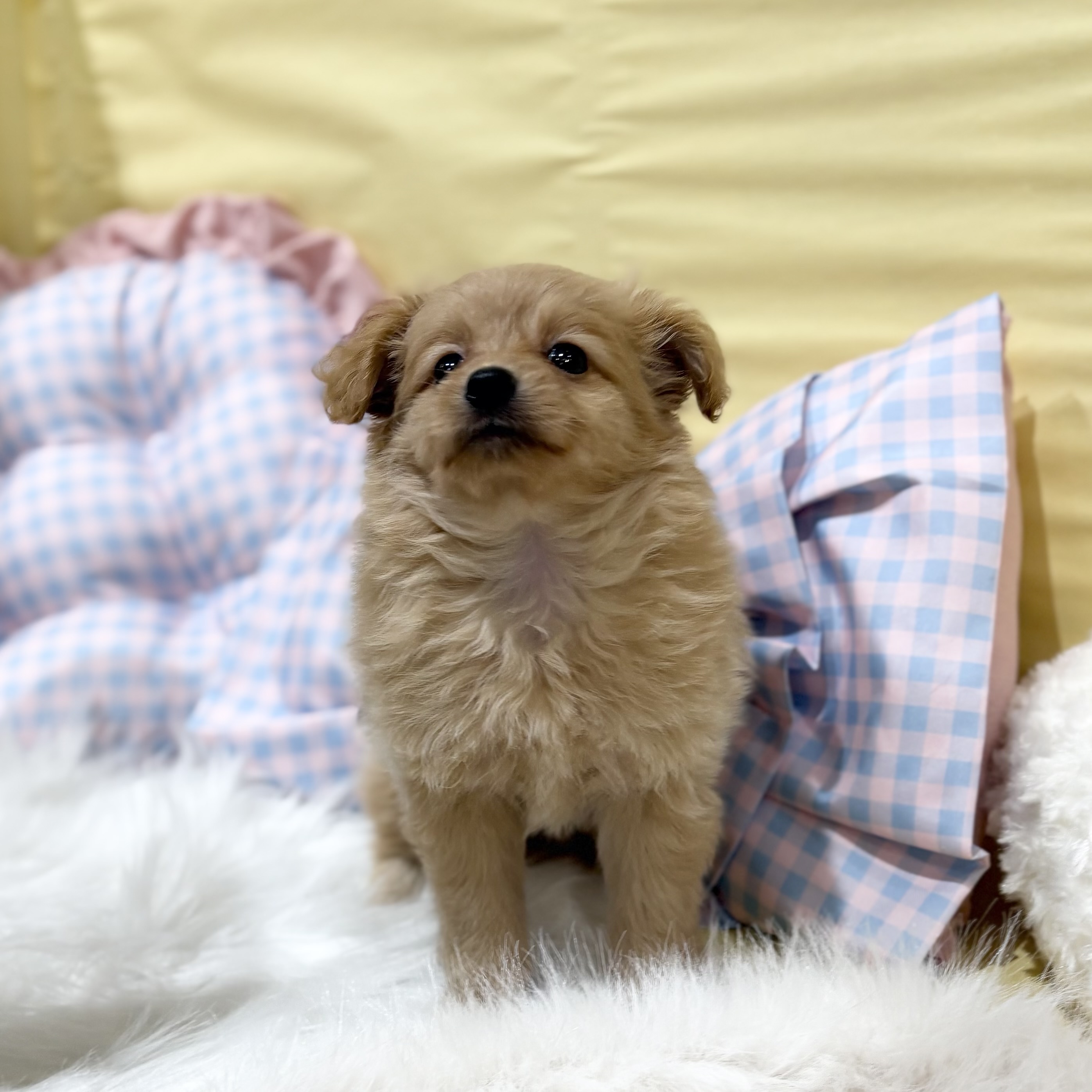 神奈川県のポメプー(ポメラニアン×プードル) (犬の家＆猫の里元住吉ブレーメン通り店/2026年6月16日生まれ/女の子/アプリコット)の子犬の4枚目の画像
