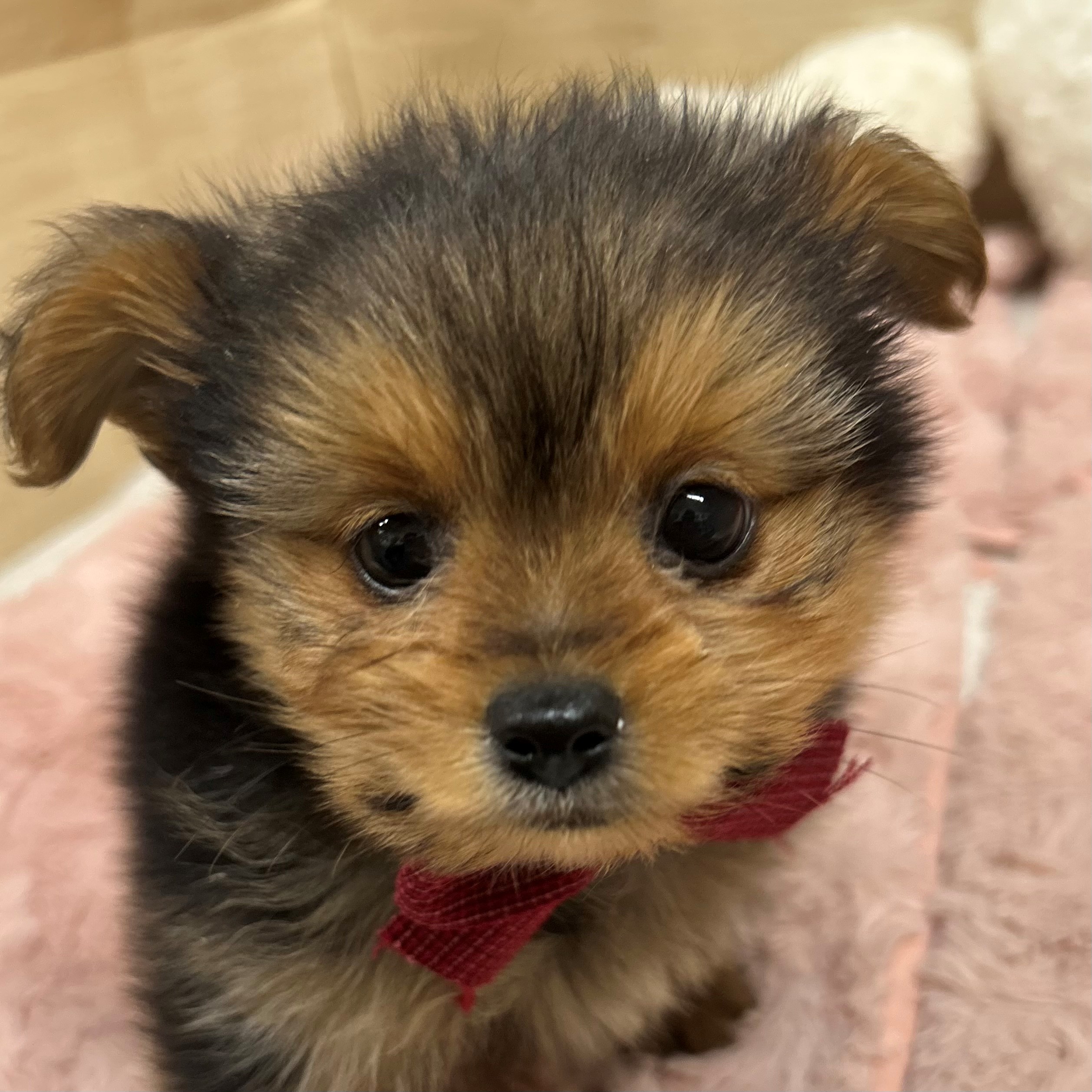 大阪府のポメキー(ポメラニアン×ヨークシャーテリア) (犬の家＆猫の里そよら東岸和田店/2026年1月10日生まれ/男の子/ブラックタン)の子犬の4枚目の画像