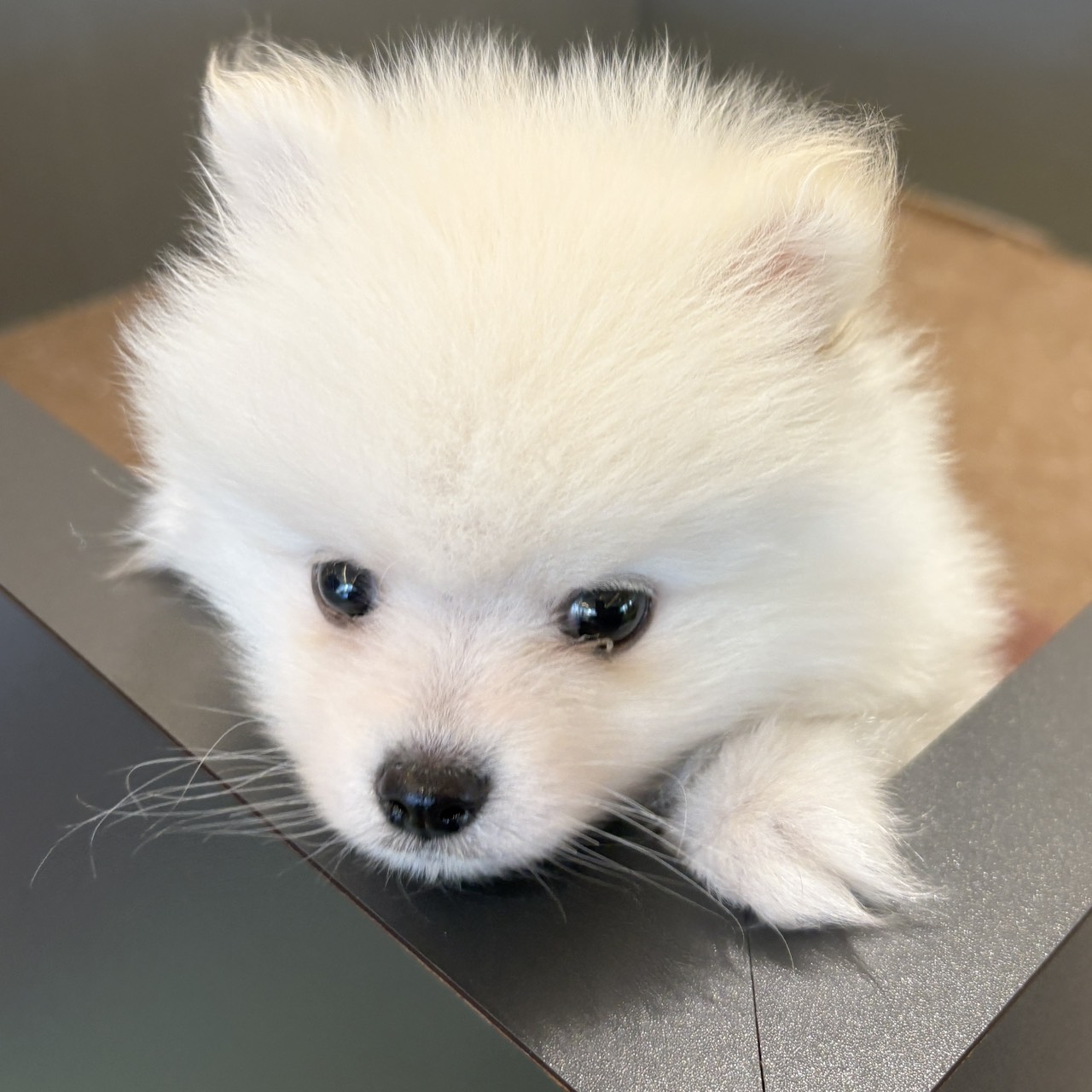 愛知県のポメラニアン (犬の家＆猫の里春日井本店/2025年8月24日生まれ/男の子/ホワイト)の子犬の4枚目の画像
