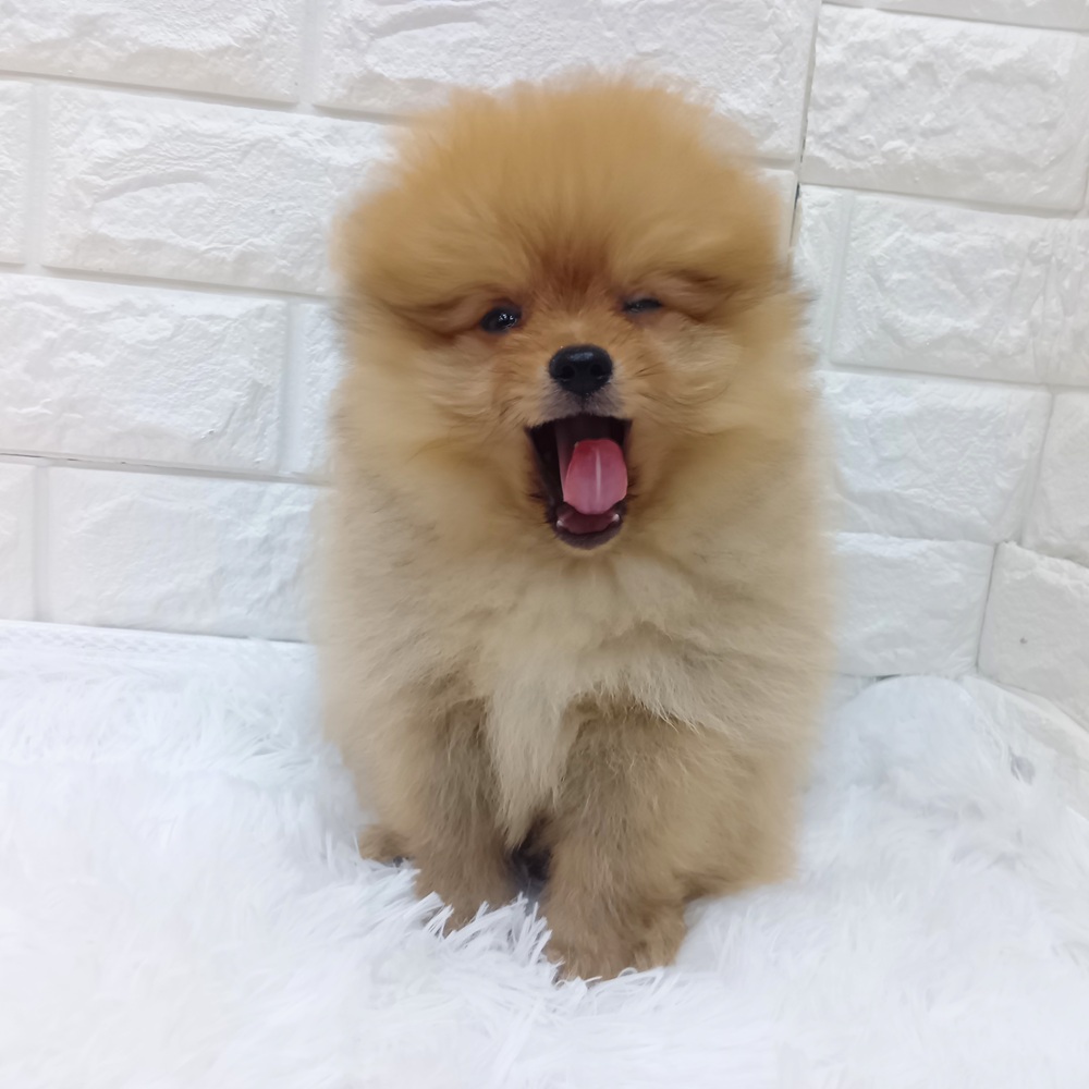生体画像４