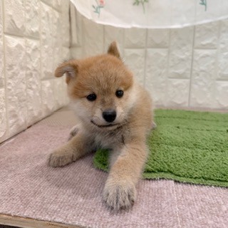 岡山県のポメ柴/豆ポメ/ポメ豆柴(ポメラニアン×柴犬) (犬の家＆猫の里倉敷店/2026年8月2日生まれ/男の子/赤)の子犬の1枚目の画像